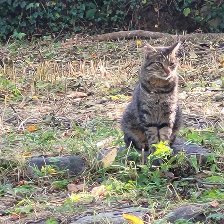 Le Chevreuil Proche La Foux D'allos Villars-Colmars