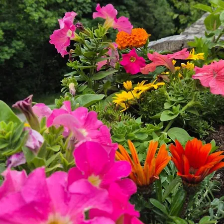 Le Chevreuil Proche La Foux D'allos Villars-Colmars