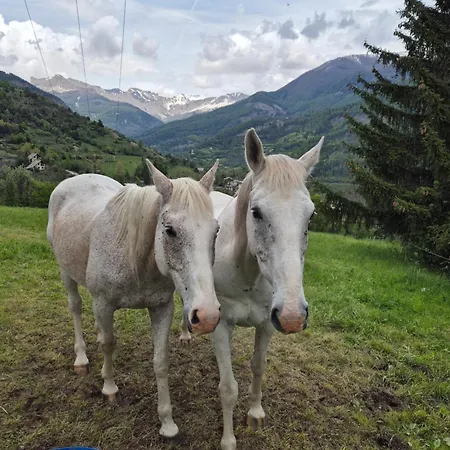 Le Chevreuil Proche La Foux D'allos Chalet