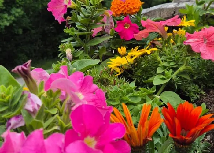 Le Chevreuil Proche La Foux D'allos Villars-Colmars
