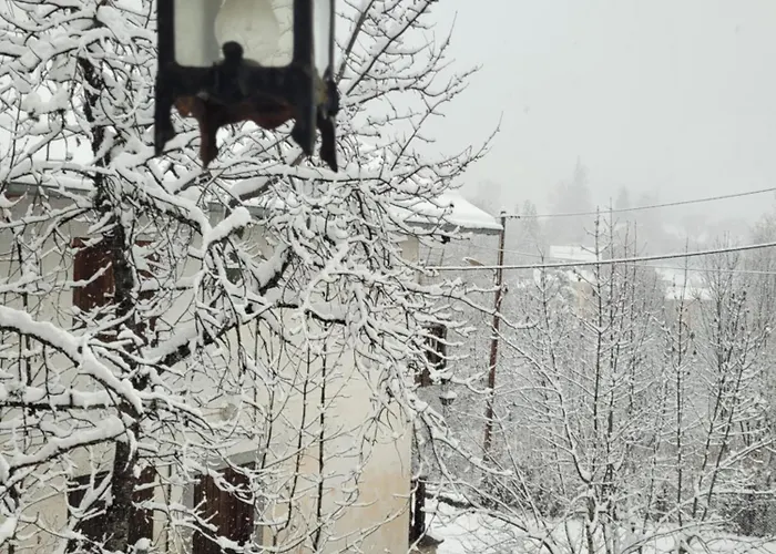 Le Chevreuil Proche La Foux D'allos